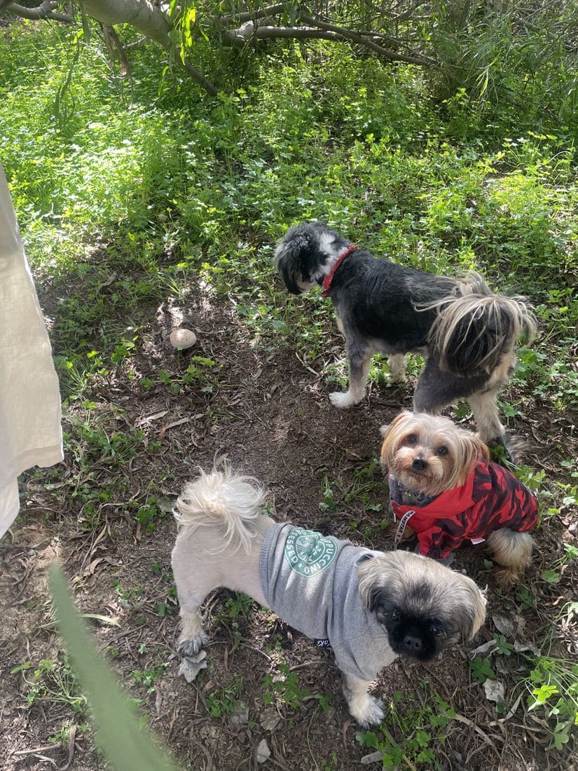 Chiens devant la clinique